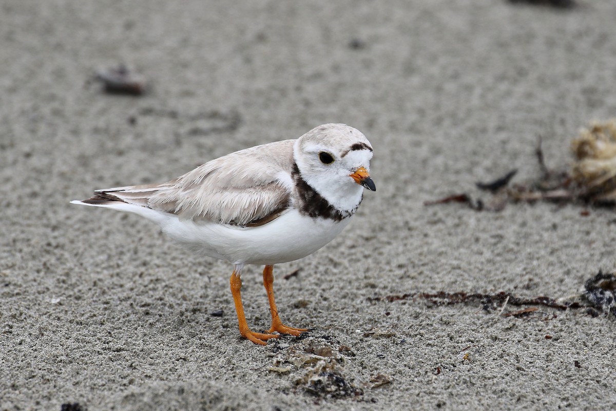 Piping Plover - ML638816717