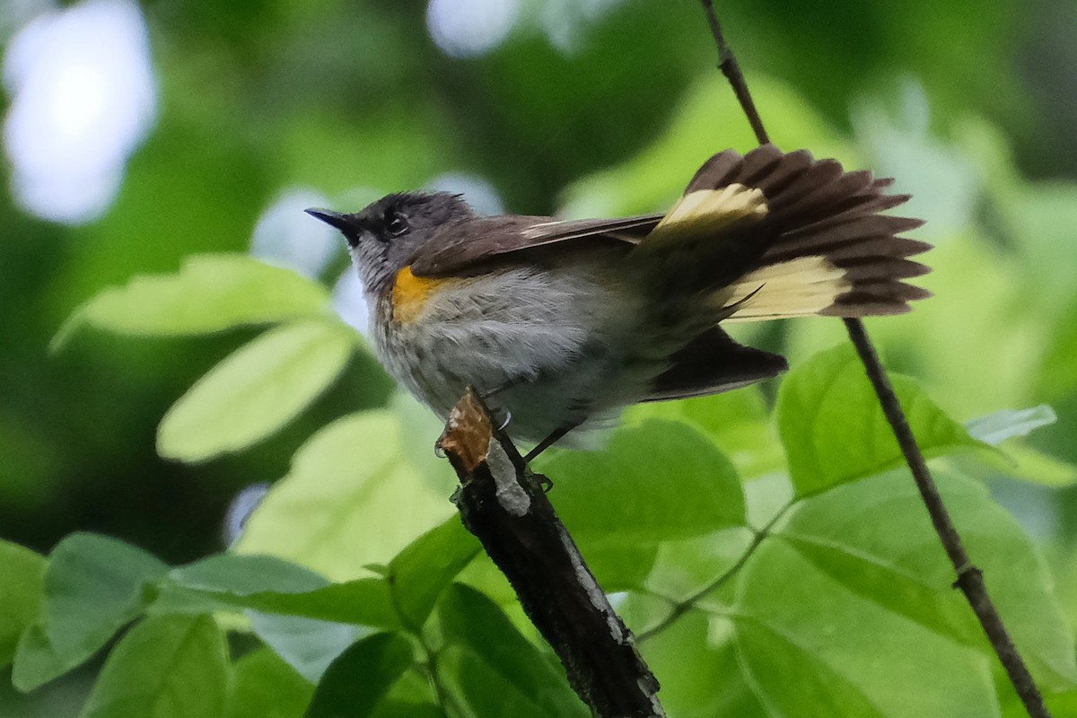 American Redstart - ML638816742
