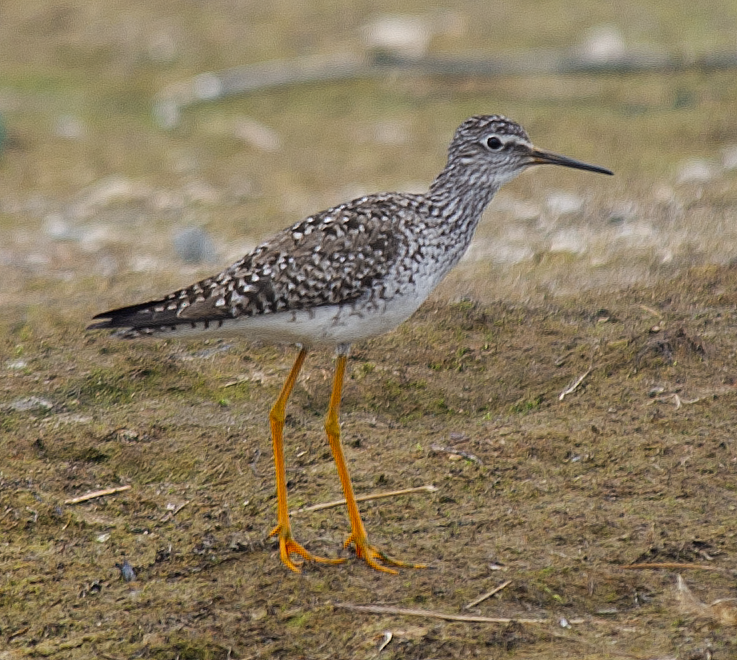Lesser Yellowlegs - ML638816743