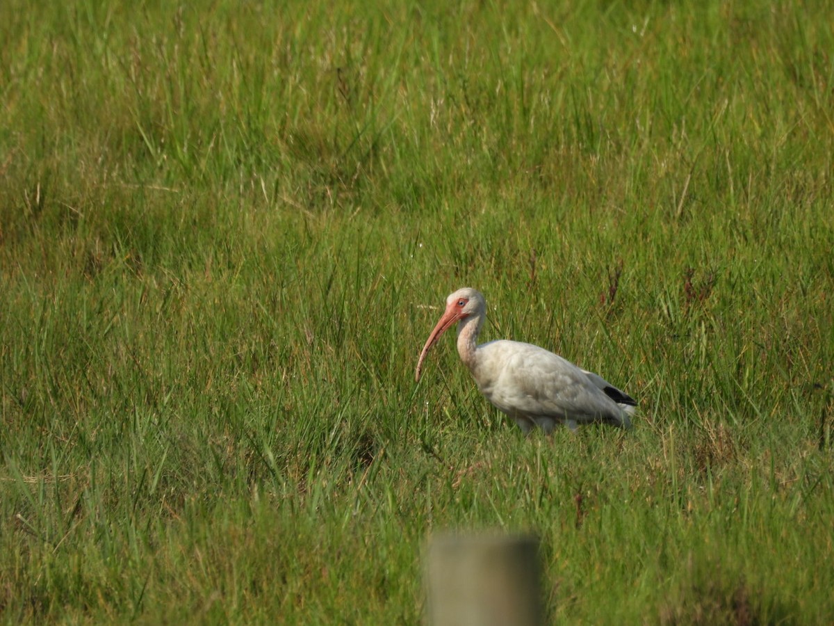 White Ibis - ML638816748