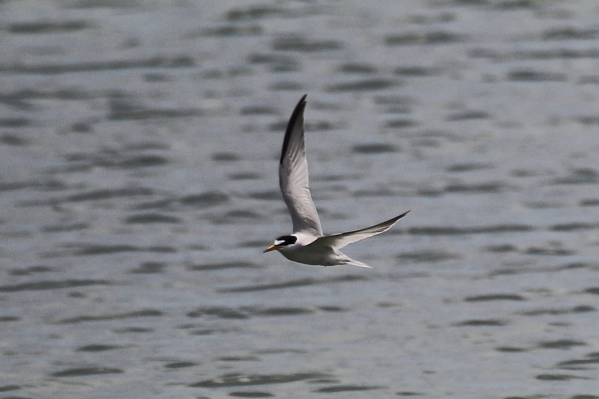 Least Tern - ML638816757