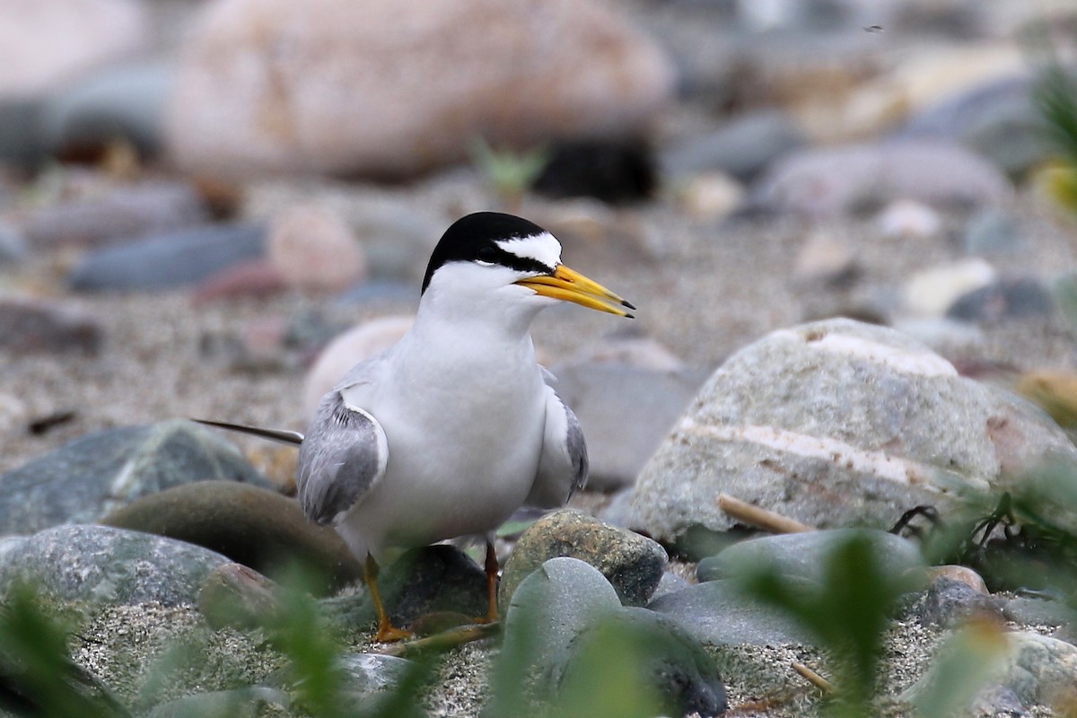 Least Tern - ML638816758