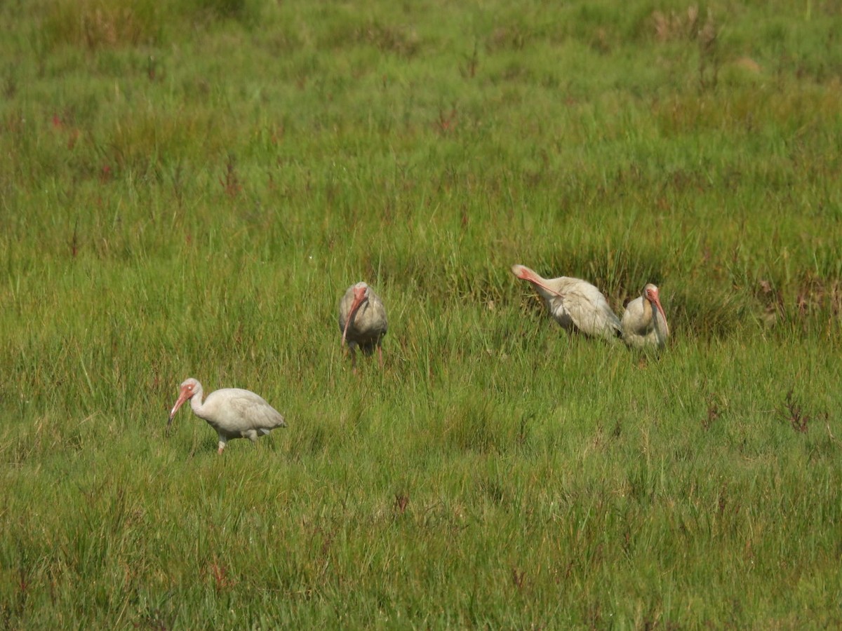 White Ibis - ML638816769