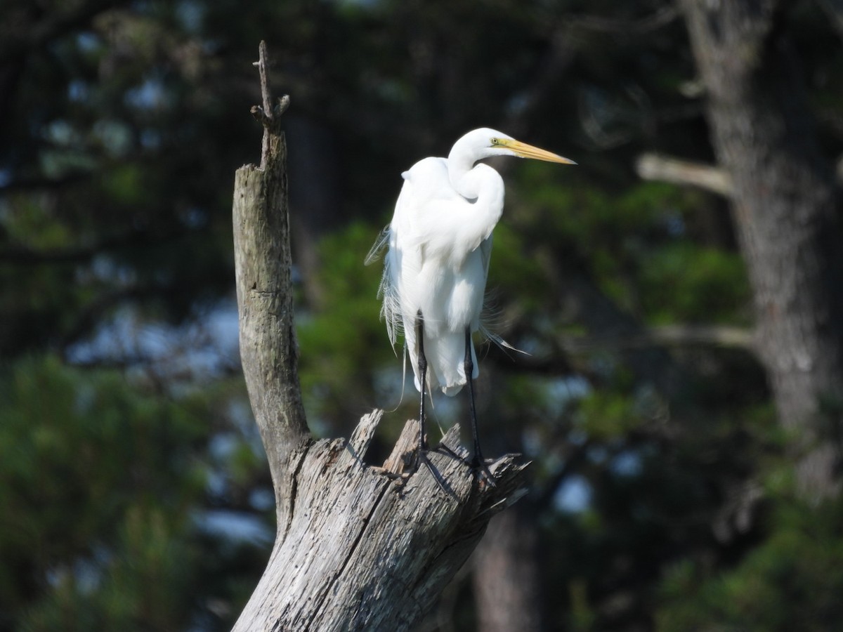 Great Egret - ML638816790