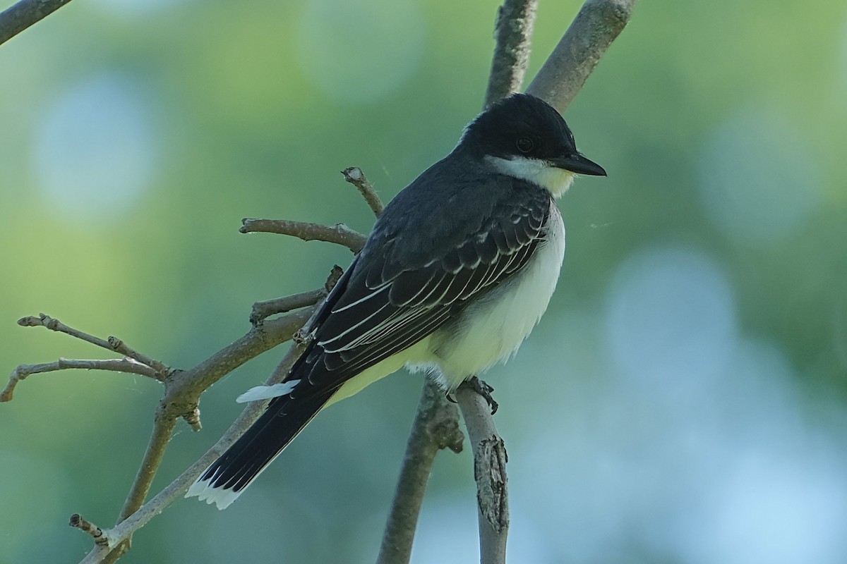 Eastern Kingbird - ML638816821