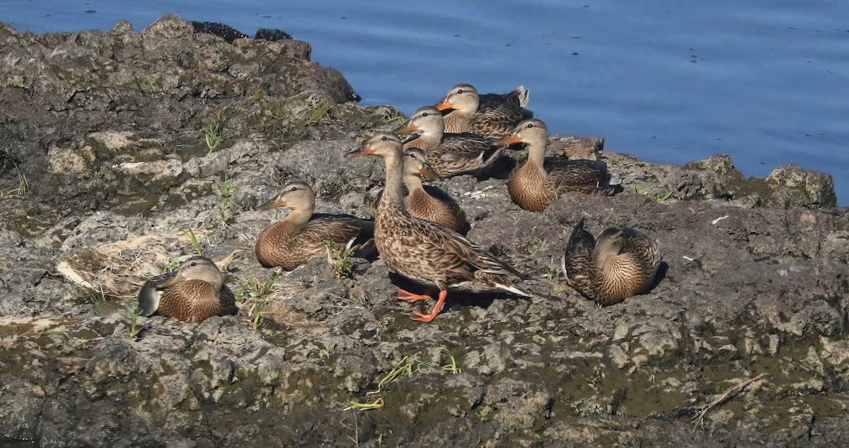 Mallard - ML638816836