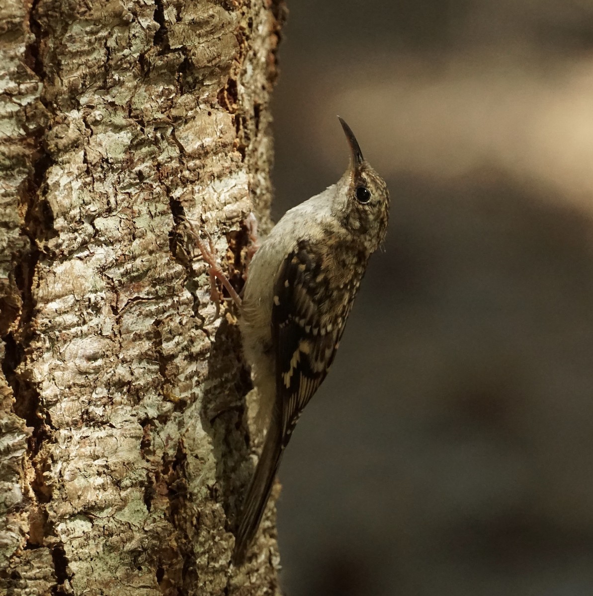 Brown Creeper - ML638816846