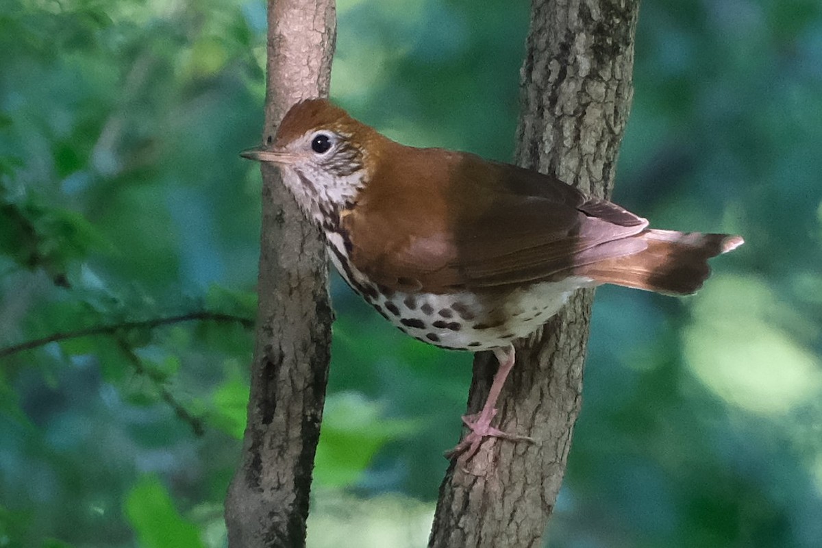 Wood Thrush - ML638816862