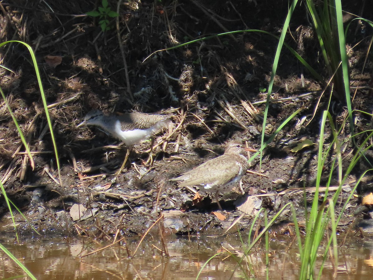Spotted Sandpiper - ML638816871