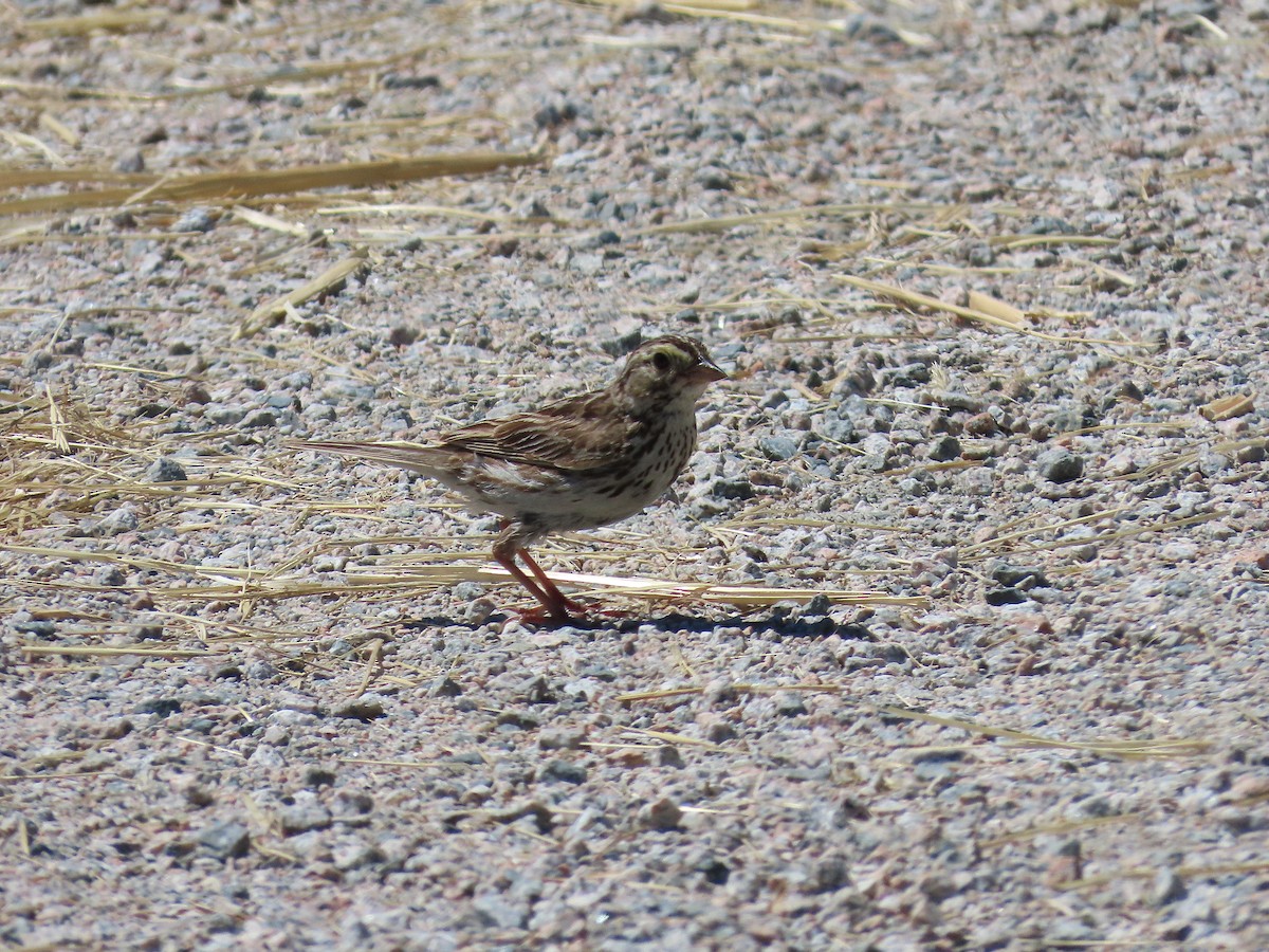Savannah Sparrow - ML638816879