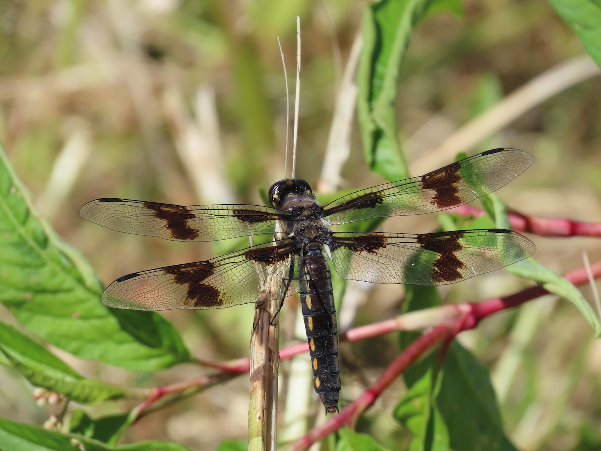Eight-spotted Skimmer - ML638816883