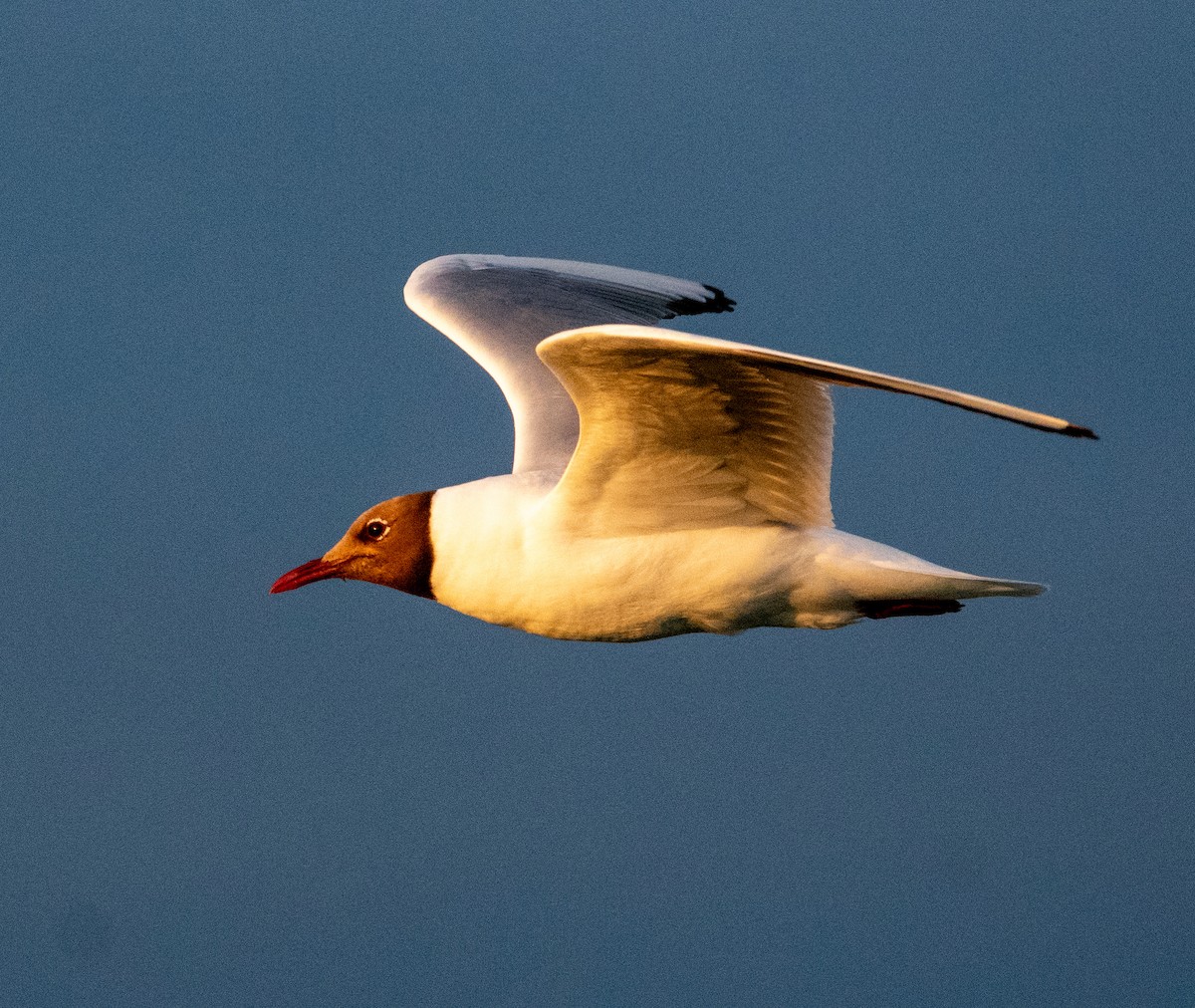 Black-headed Gull - ML638816886