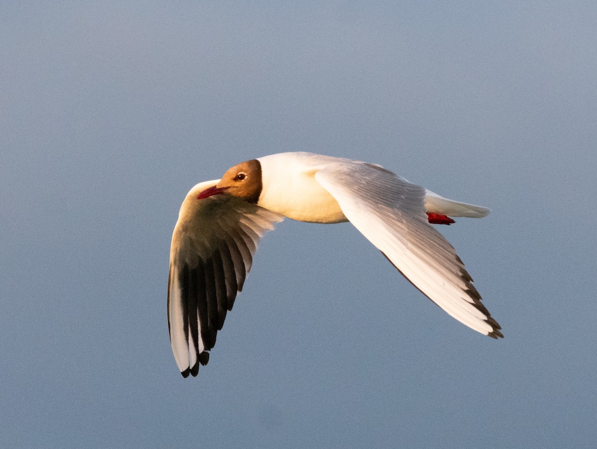 Black-headed Gull - ML638816890