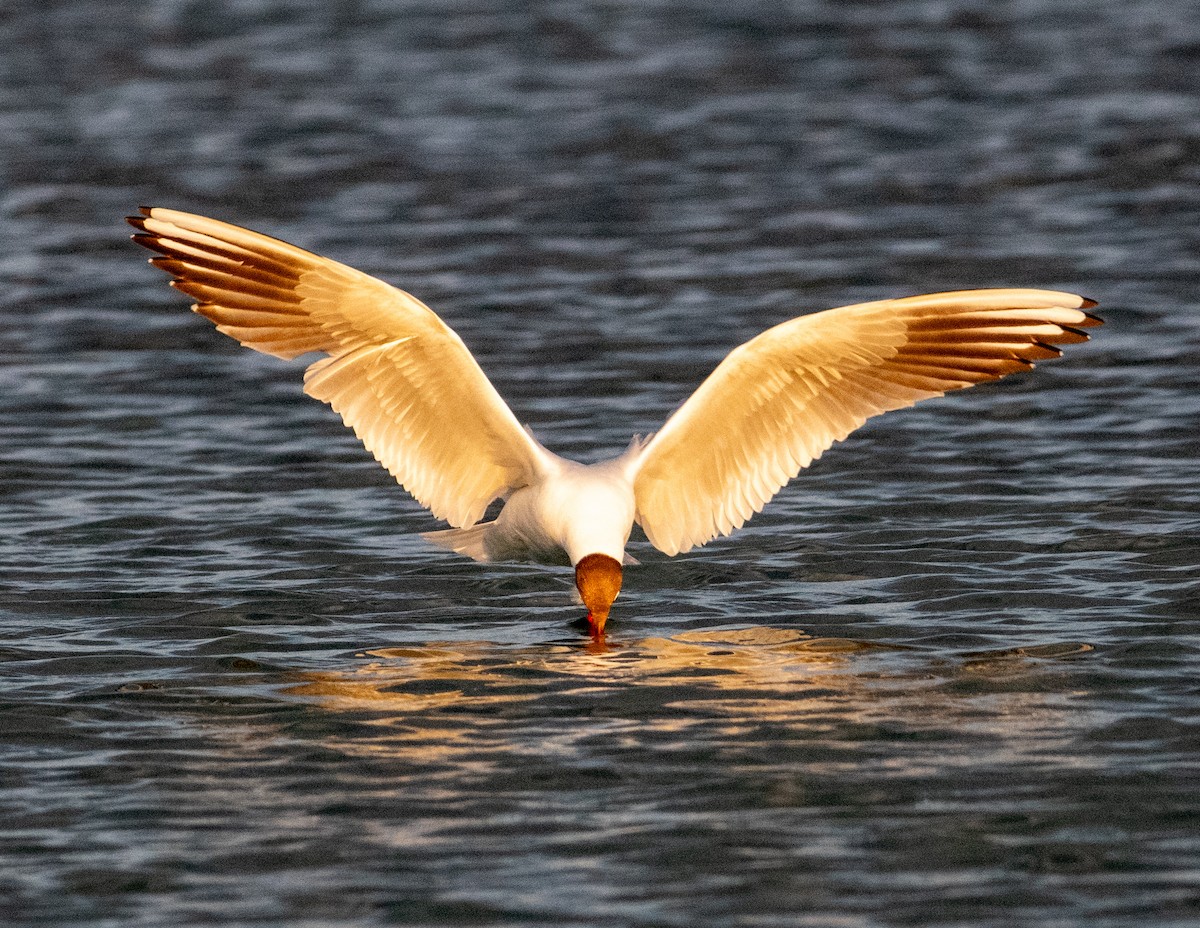 Black-headed Gull - ML638816901