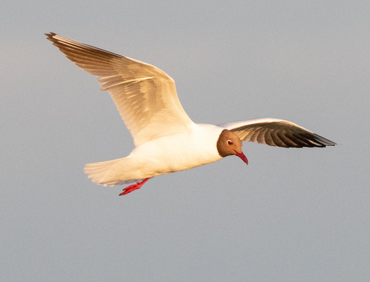 Black-headed Gull - ML638816922