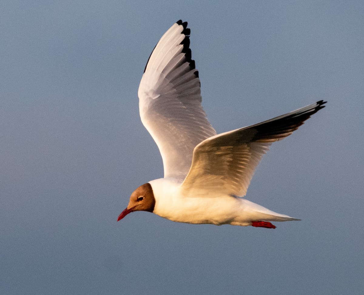 Black-headed Gull - ML638816923