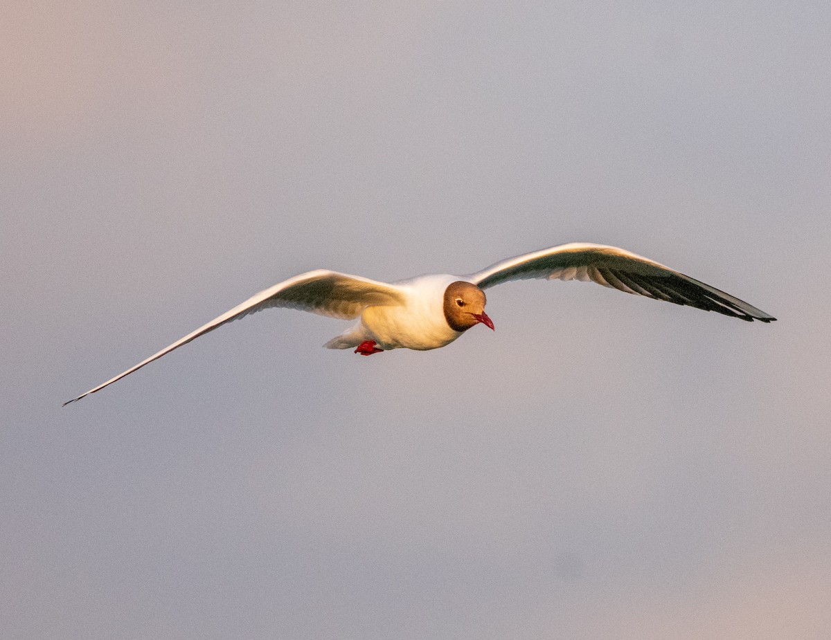 Black-headed Gull - ML638816924
