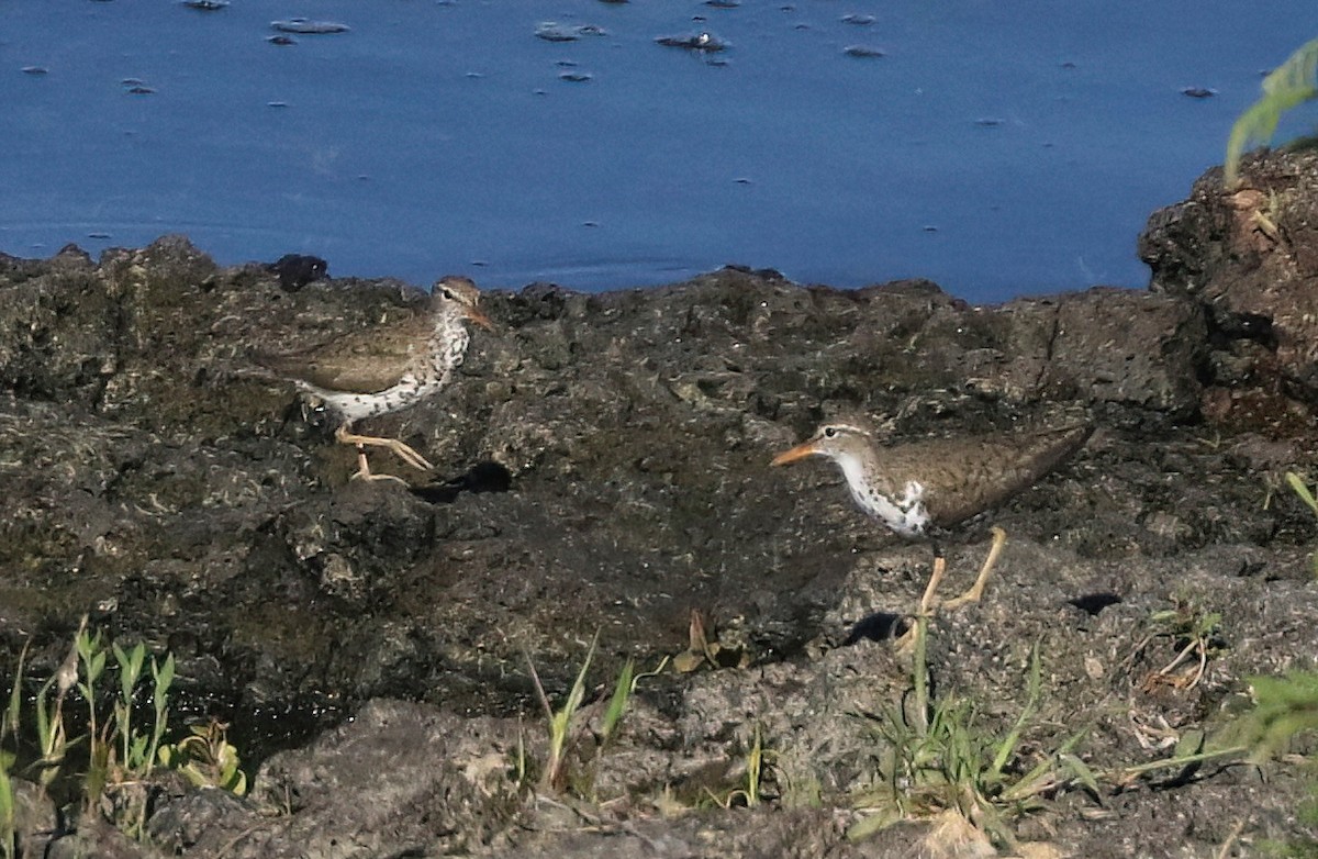 Spotted Sandpiper - ML638816939