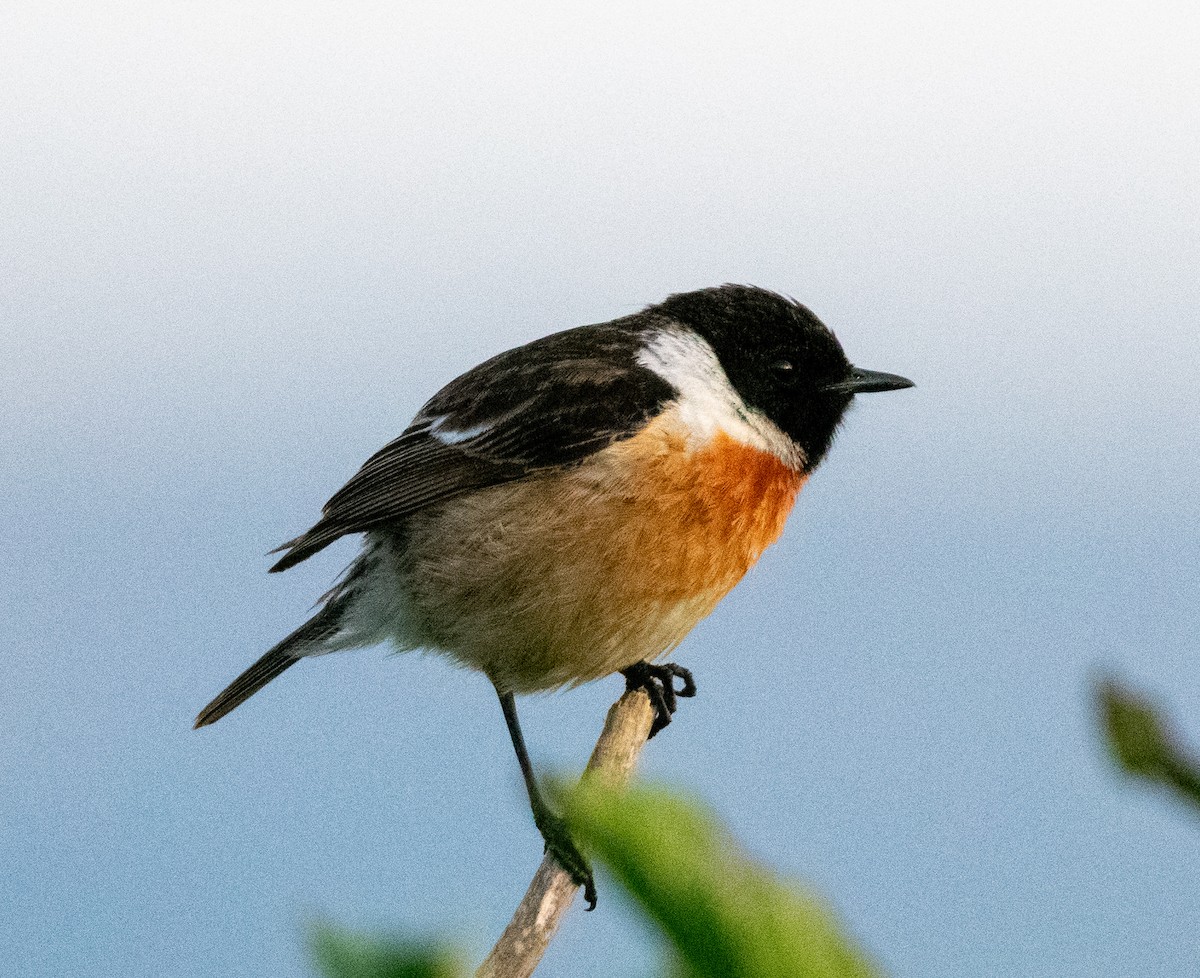 European Stonechat - ML638816964