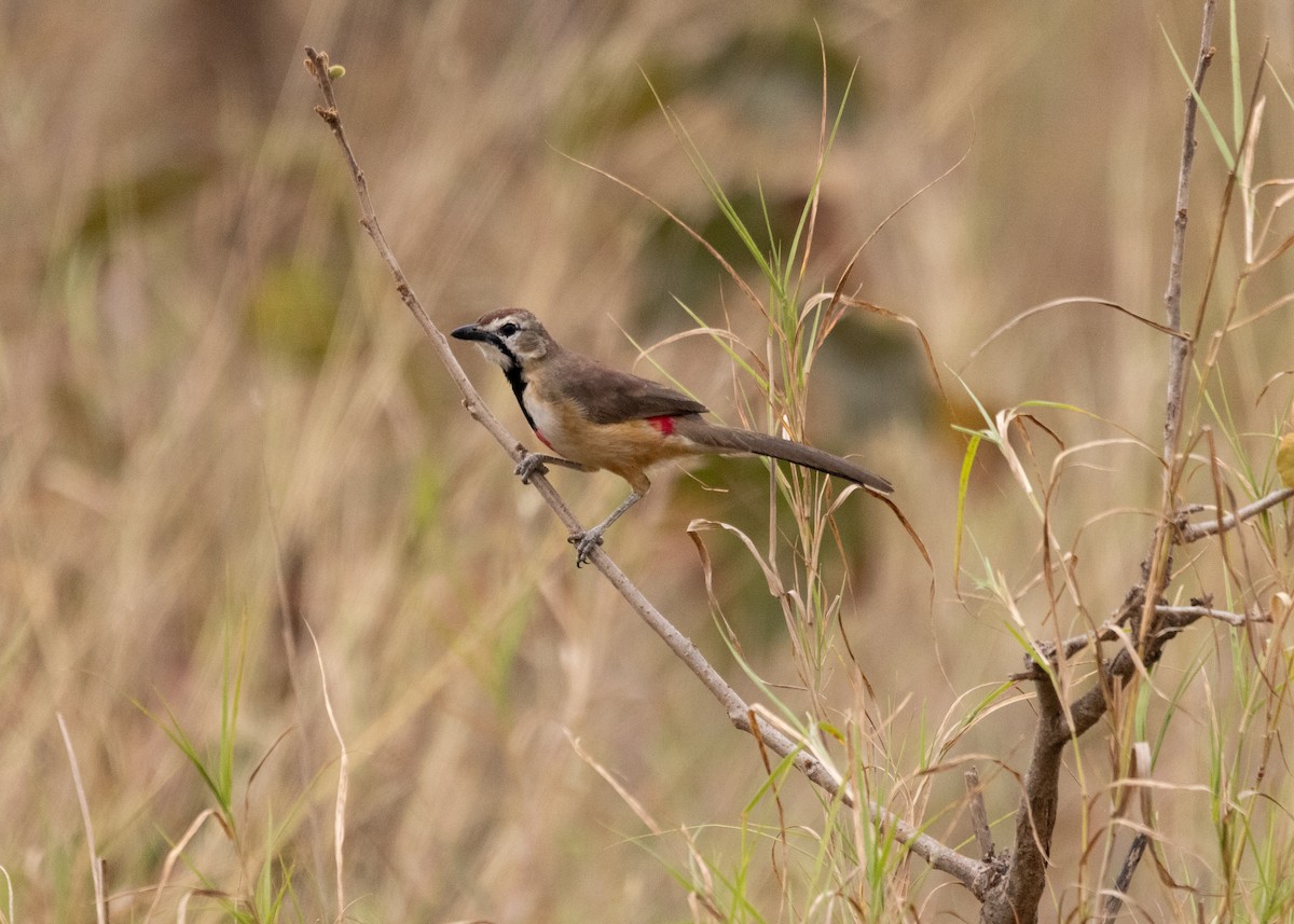 Rosy-patched Bushshrike - ML638816986