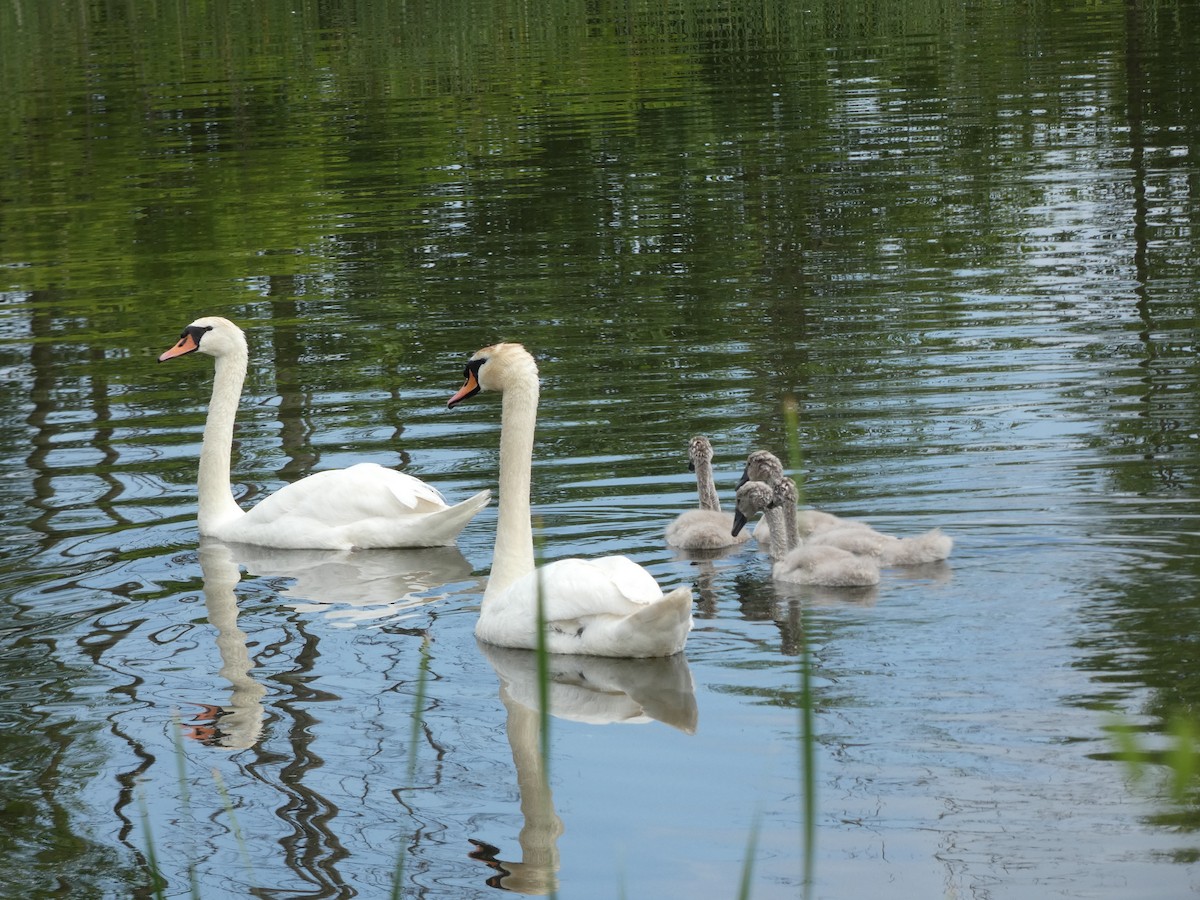 Mute Swan - ML638817054