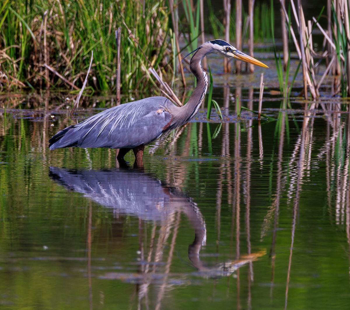 Great Blue Heron - ML638817056