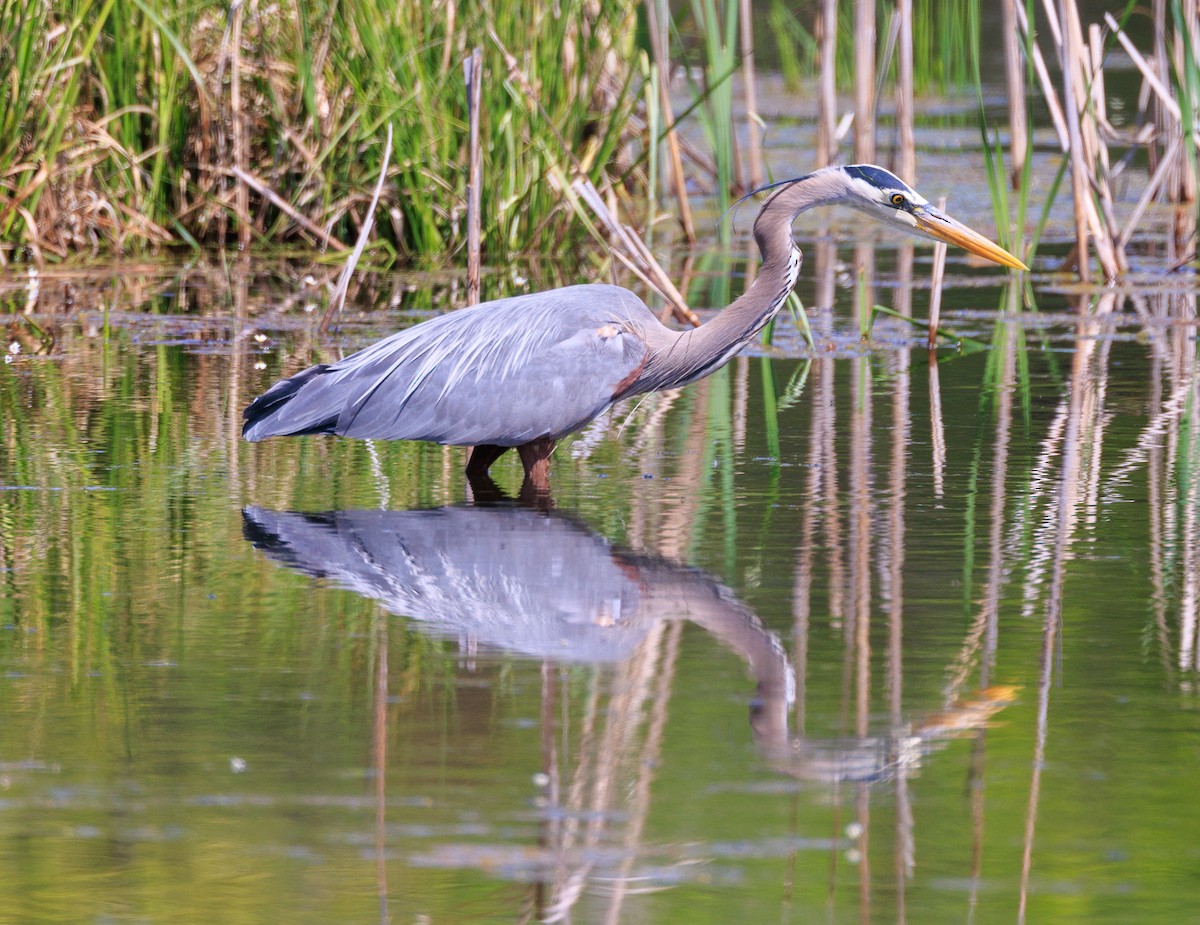 Great Blue Heron - ML638817057