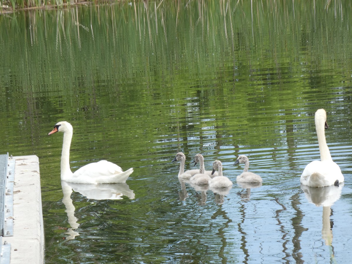 Mute Swan - ML638817064