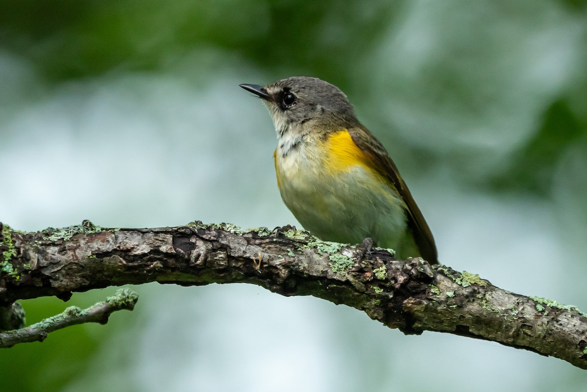 American Redstart - ML638817076