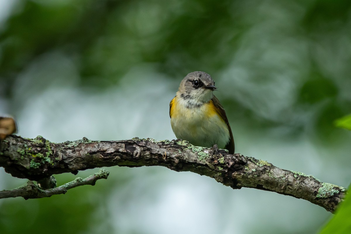 American Redstart - ML638817077