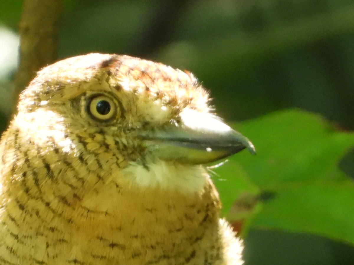 Barred Puffbird - ML638817086