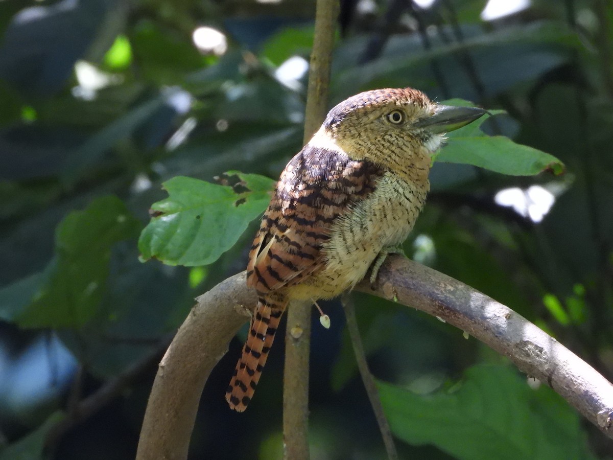 Barred Puffbird - ML638817087