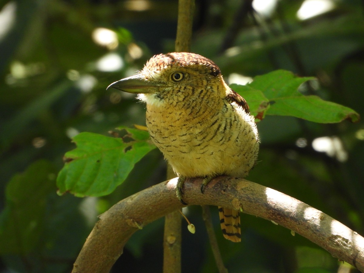 Barred Puffbird - ML638817088