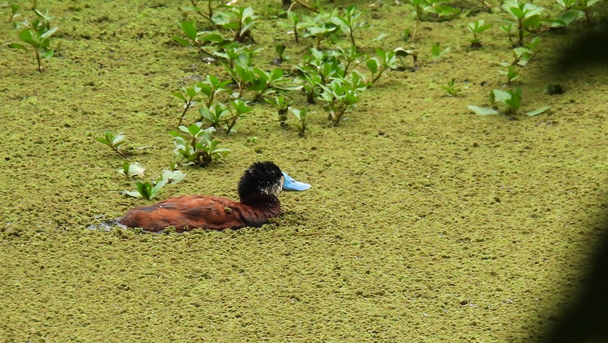 Andean Duck - ML638817094
