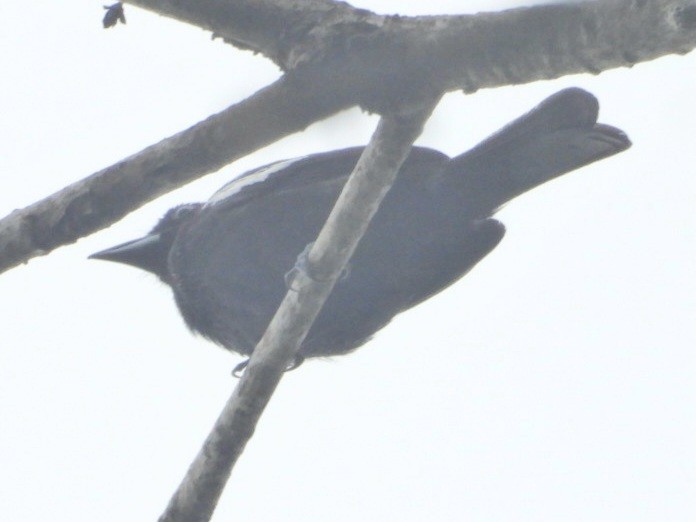 White-shouldered Tanager - ML638817107