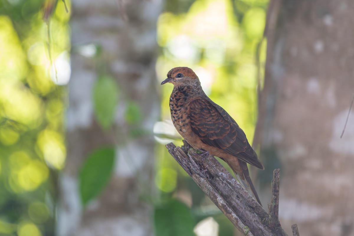 Little Cuckoo-Dove - ML638817186