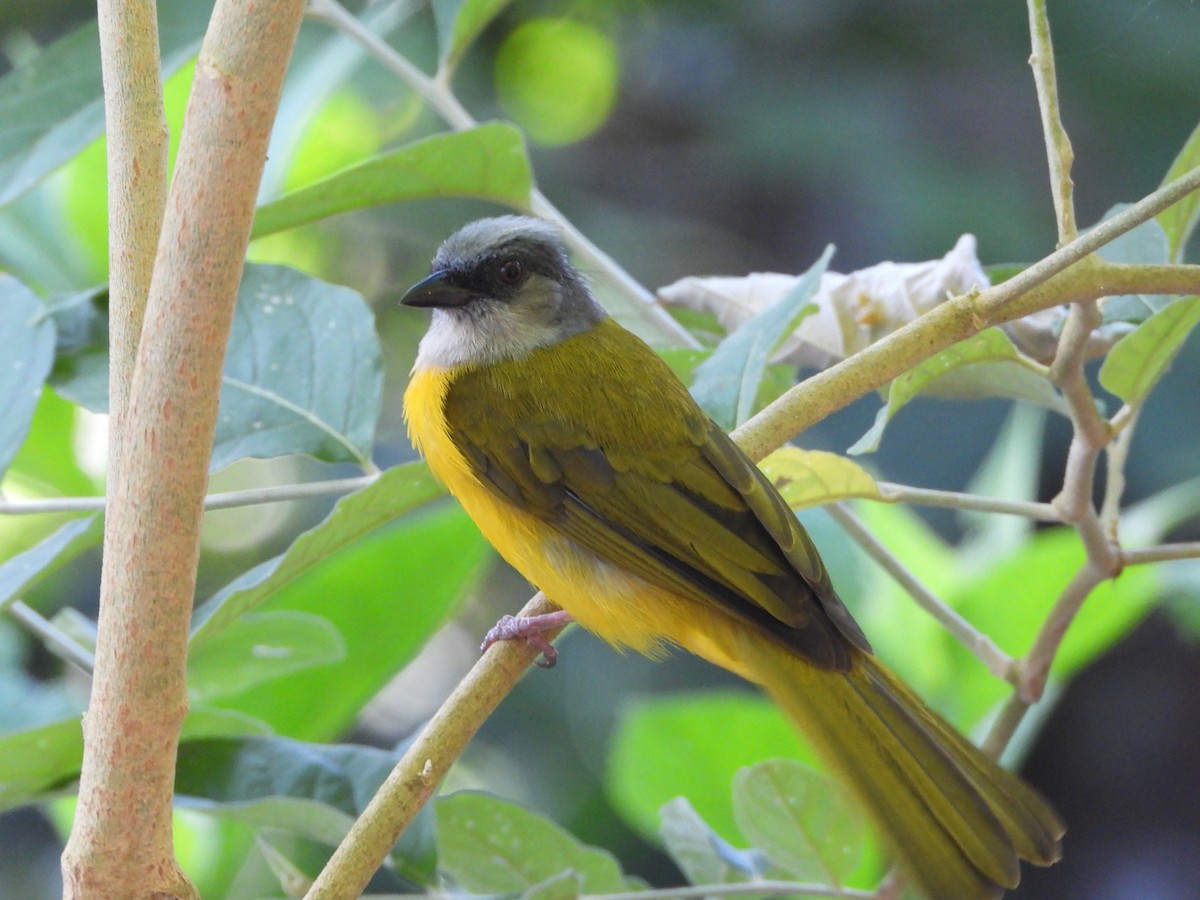 Gray-headed Tanager - ML638817193