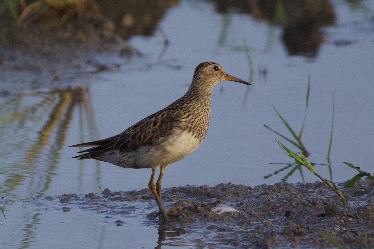 Pectoral Sandpiper - ML638817211