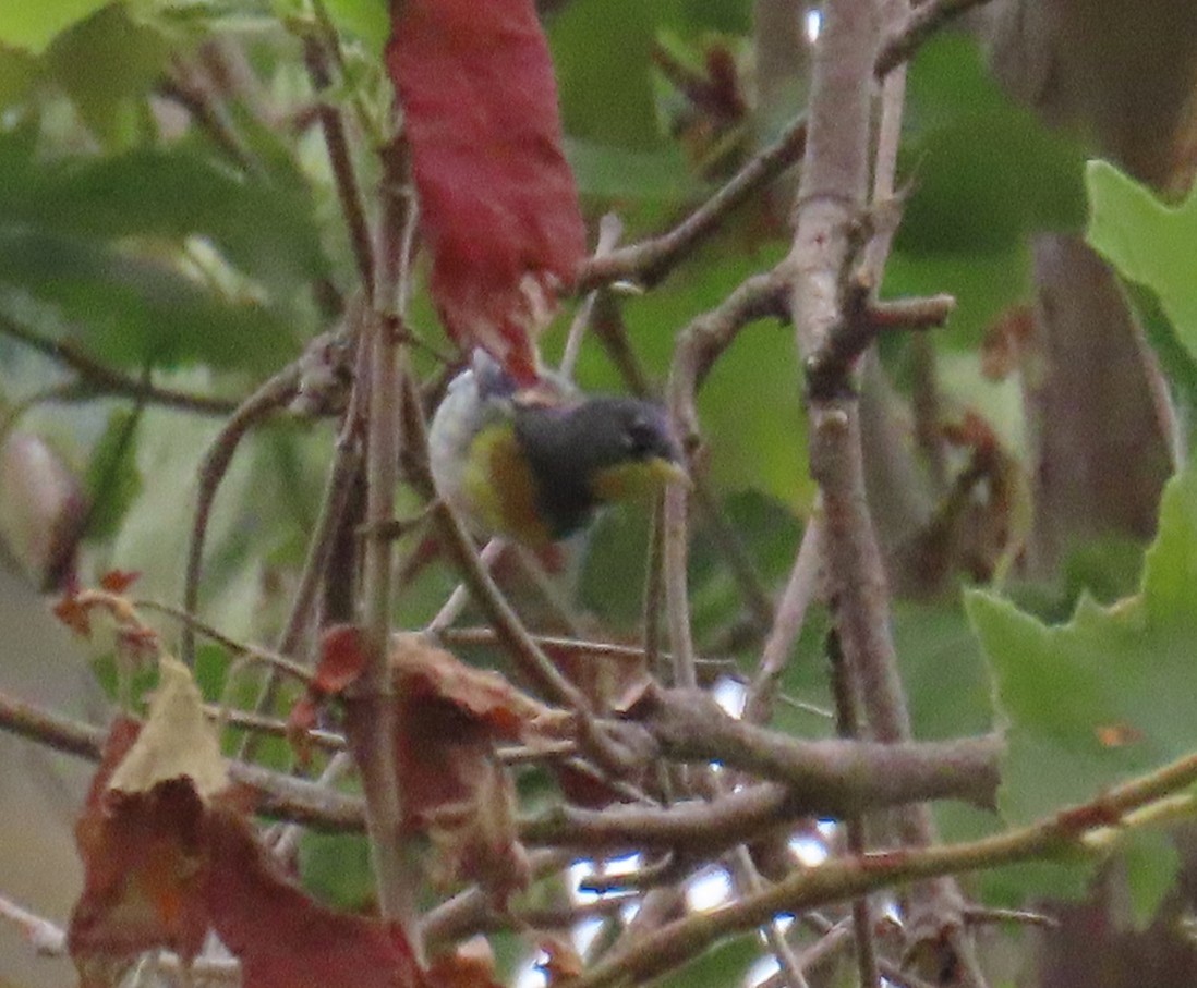 Northern Parula - ML638817212