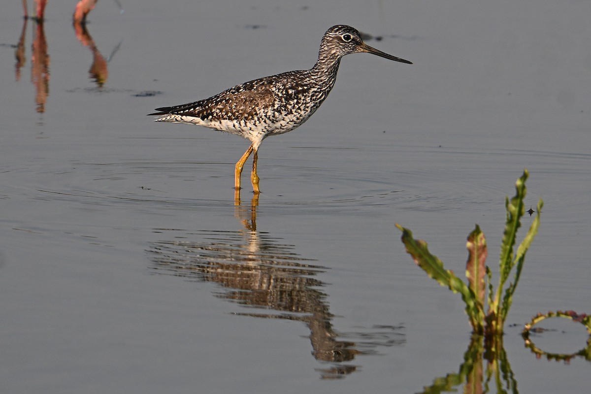 Greater Yellowlegs - ML638817214