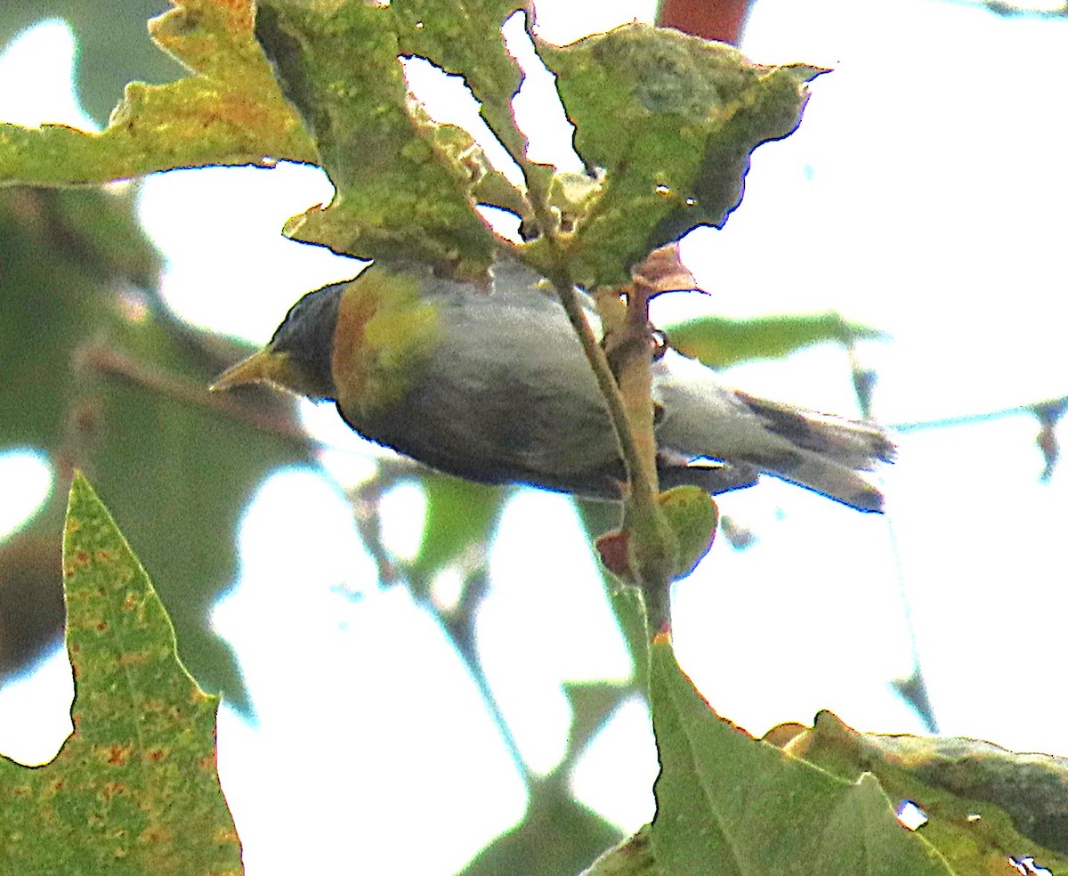 Northern Parula - ML638817234