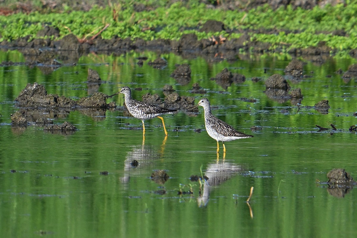 Greater Yellowlegs - ML638817235