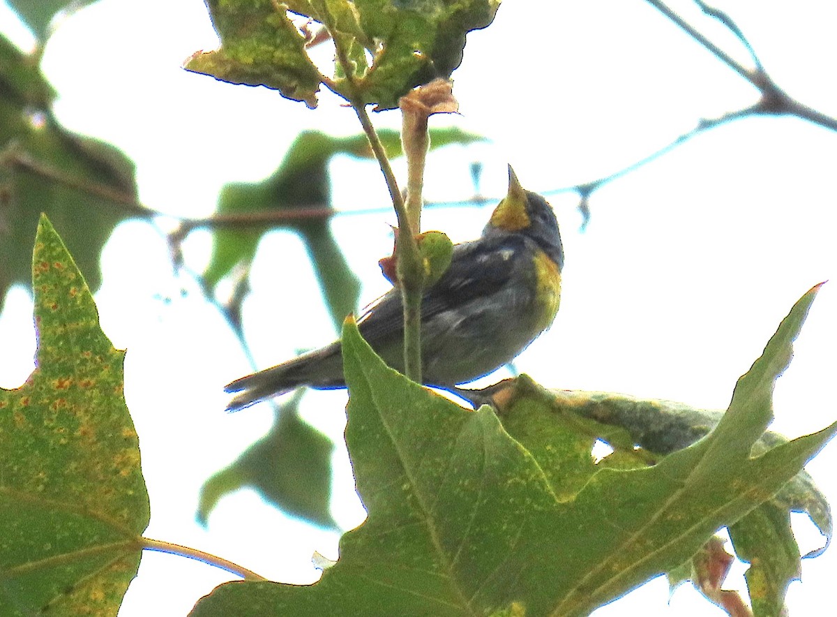 Northern Parula - ML638817240