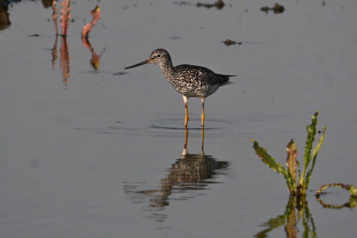 Greater Yellowlegs - ML638817241