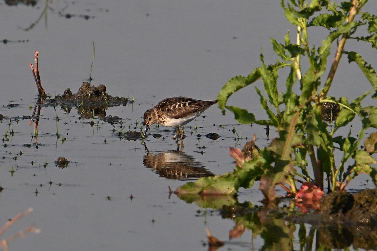 Least Sandpiper - ML638817255