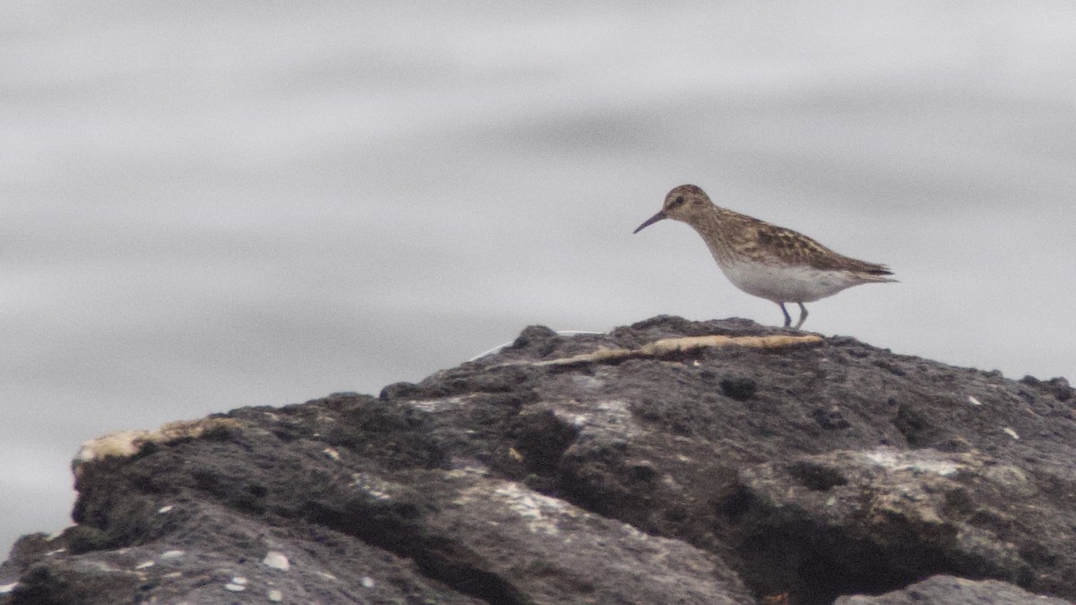 Pectoral Sandpiper - ML638817259
