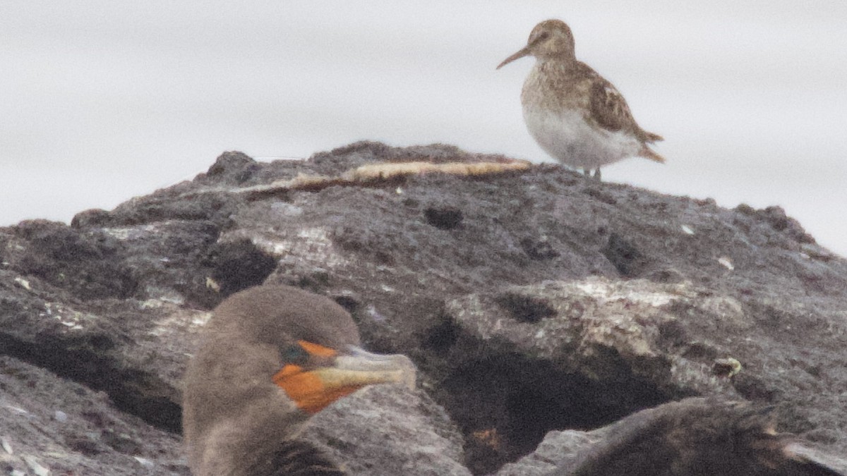 Pectoral Sandpiper - ML638817260