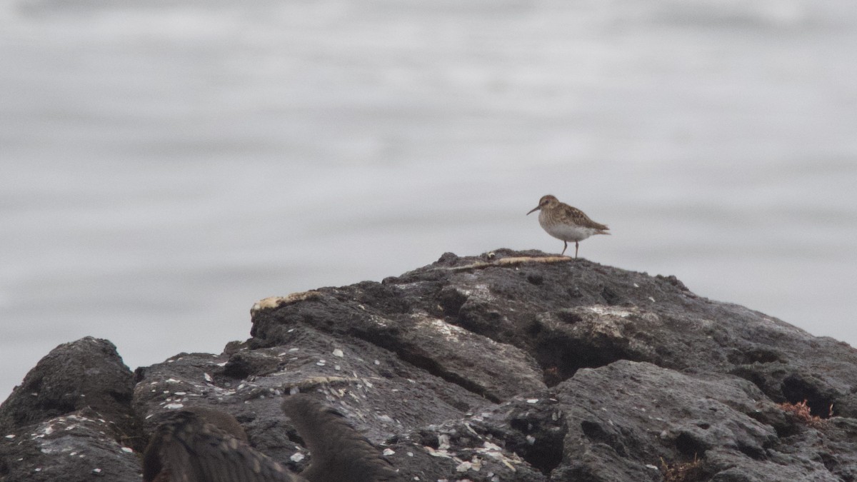 Pectoral Sandpiper - ML638817261
