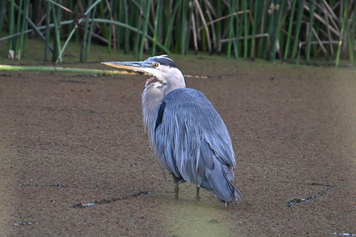 Great Blue Heron - ML638817264
