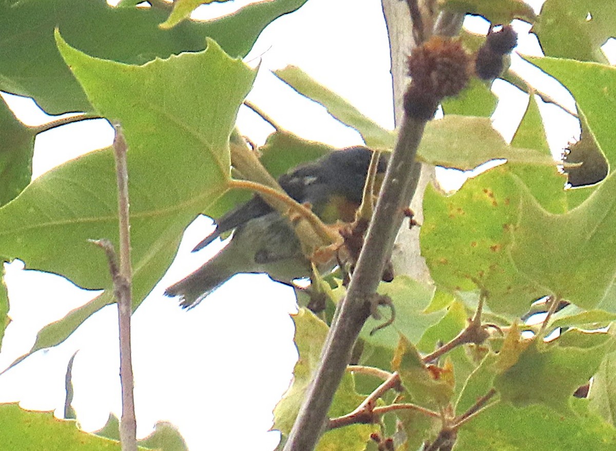 Northern Parula - ML638817268